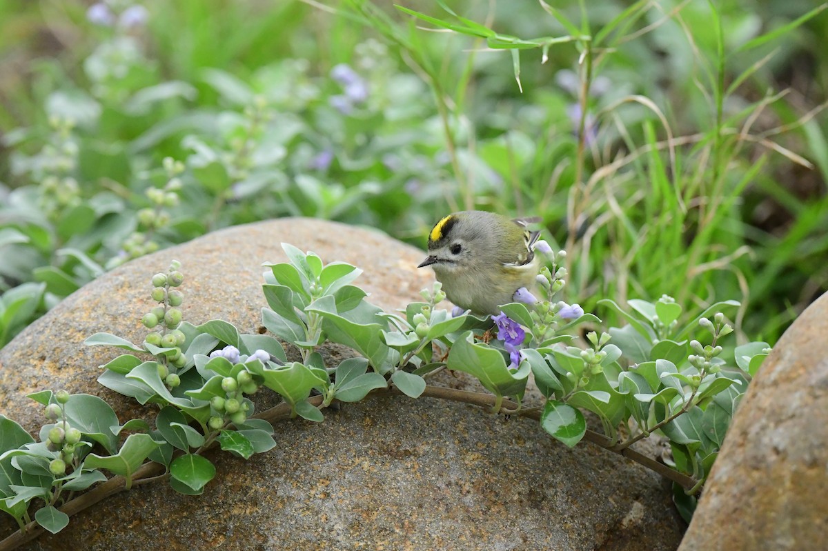 Wintergoldhähnchen - ML646773478