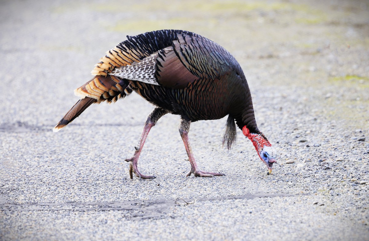 シチメンチョウ - ML646773480