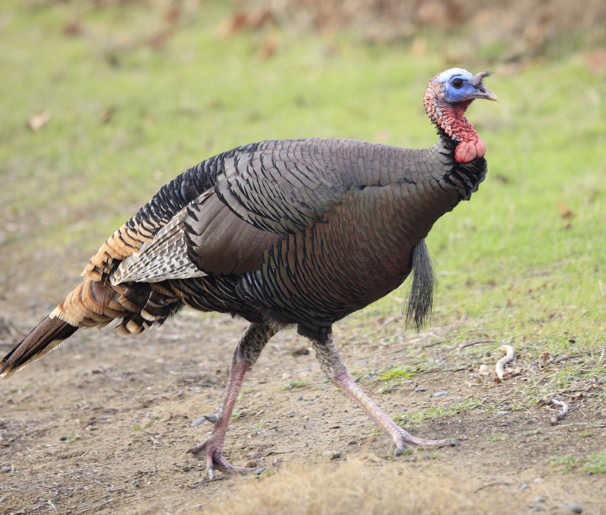 シチメンチョウ - ML646773481