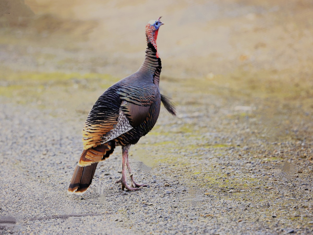 シチメンチョウ - ML646773482