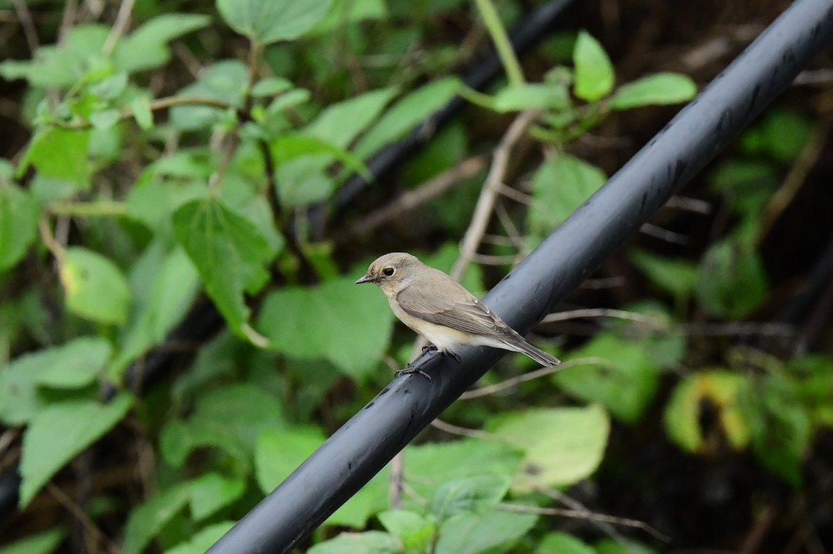 Zwergschnäpper - ML646773483