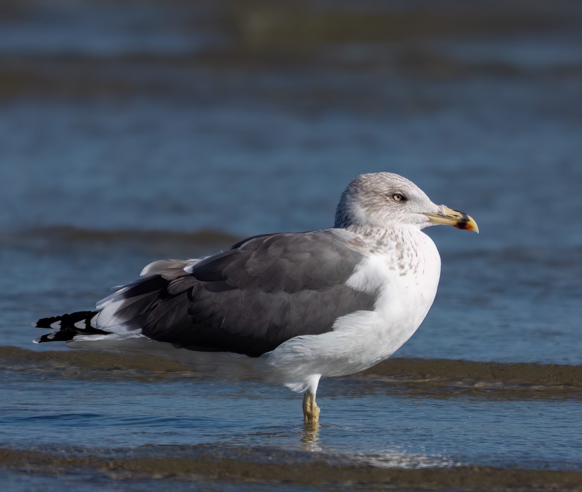 Heringsmöwe - ML646773484