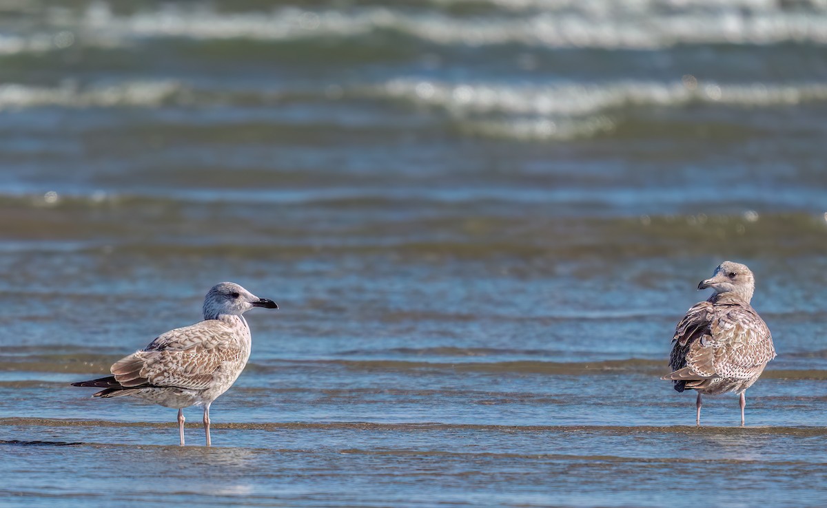 Heringsmöwe - ML646773485