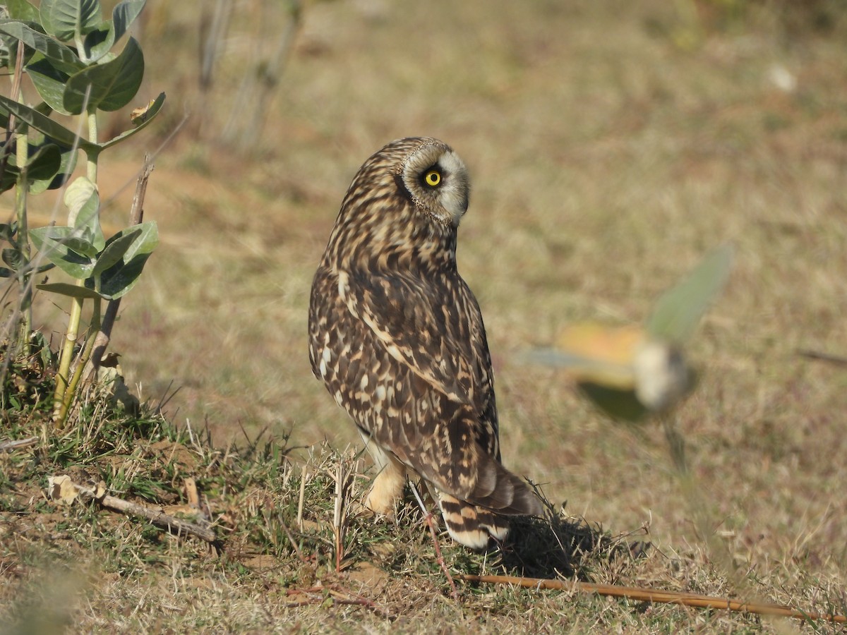 Hibou des marais - ML646773486
