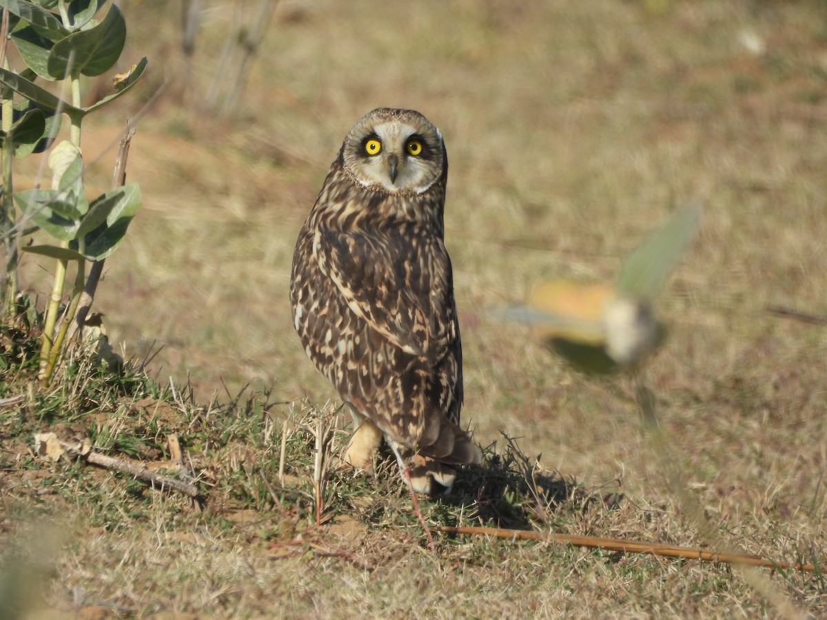 Hibou des marais - ML646773490