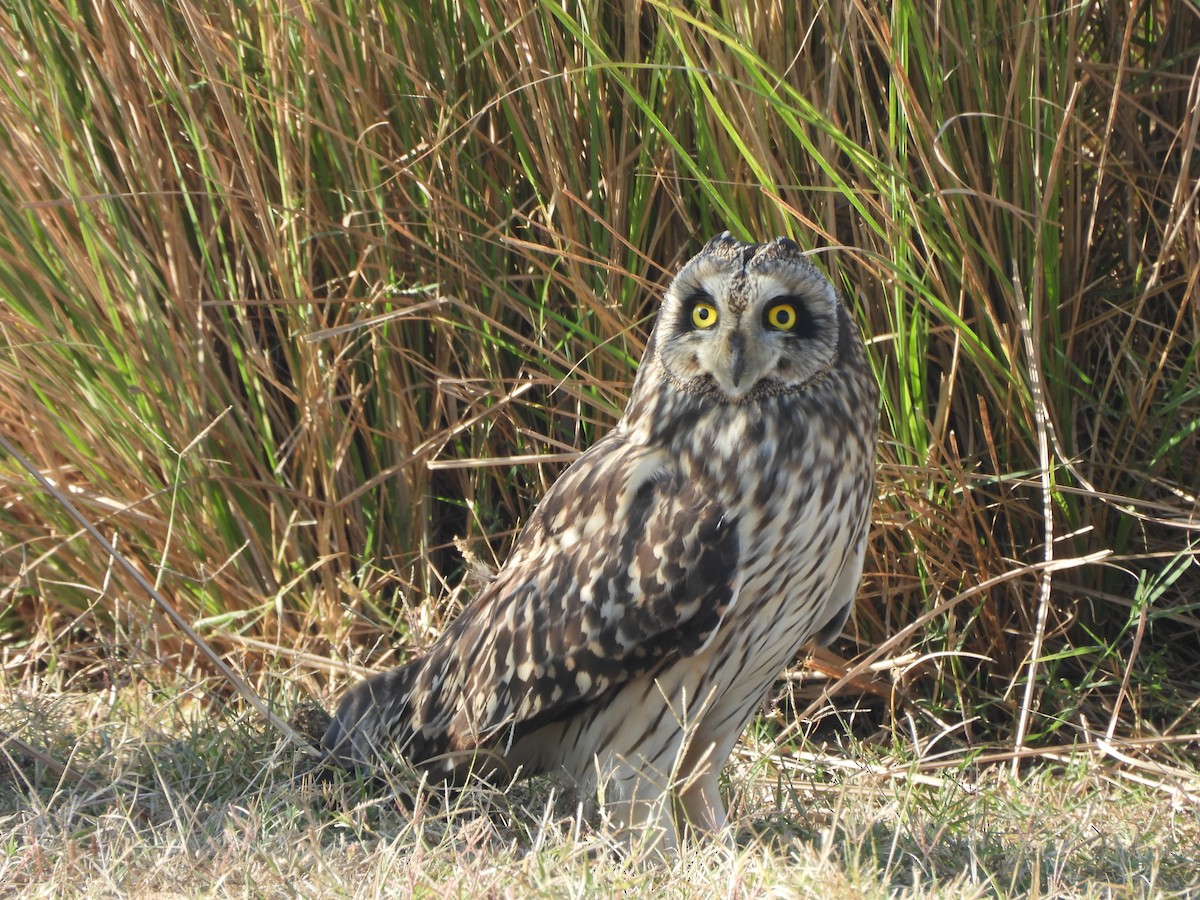 Hibou des marais - ML646773491