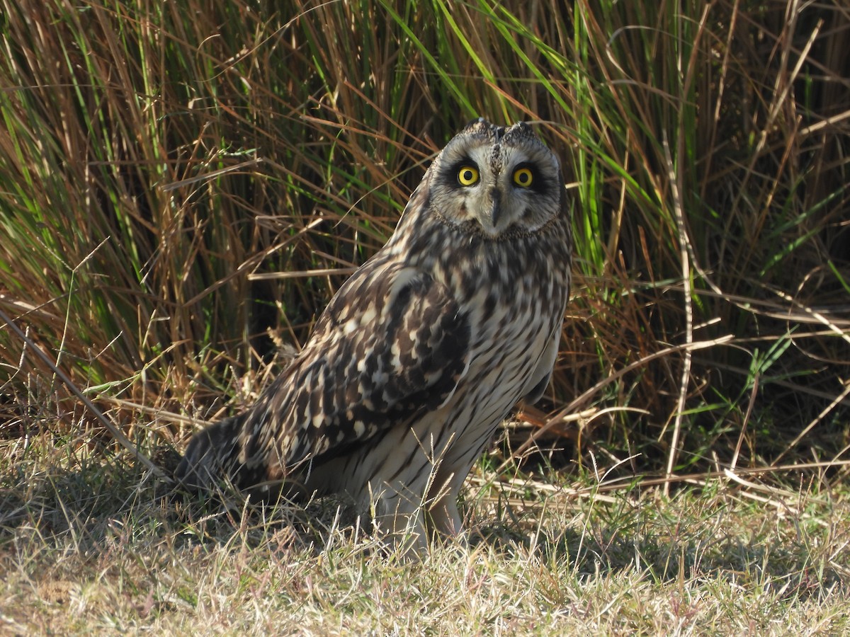 Hibou des marais - ML646773493