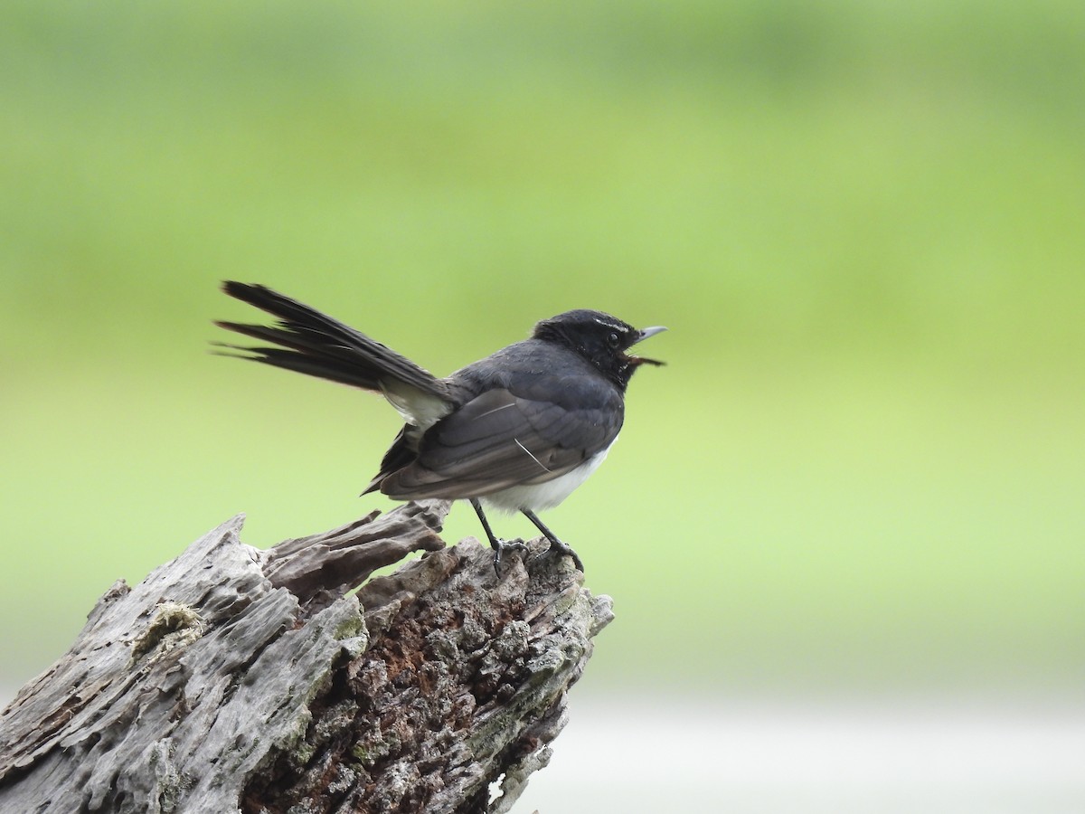 Gartenfächerschwanz - ML646773494