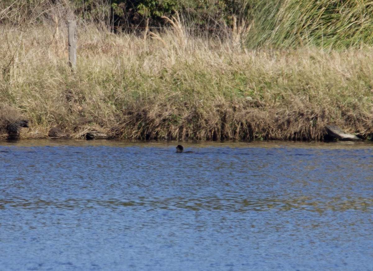 Lappenente - ML646773495