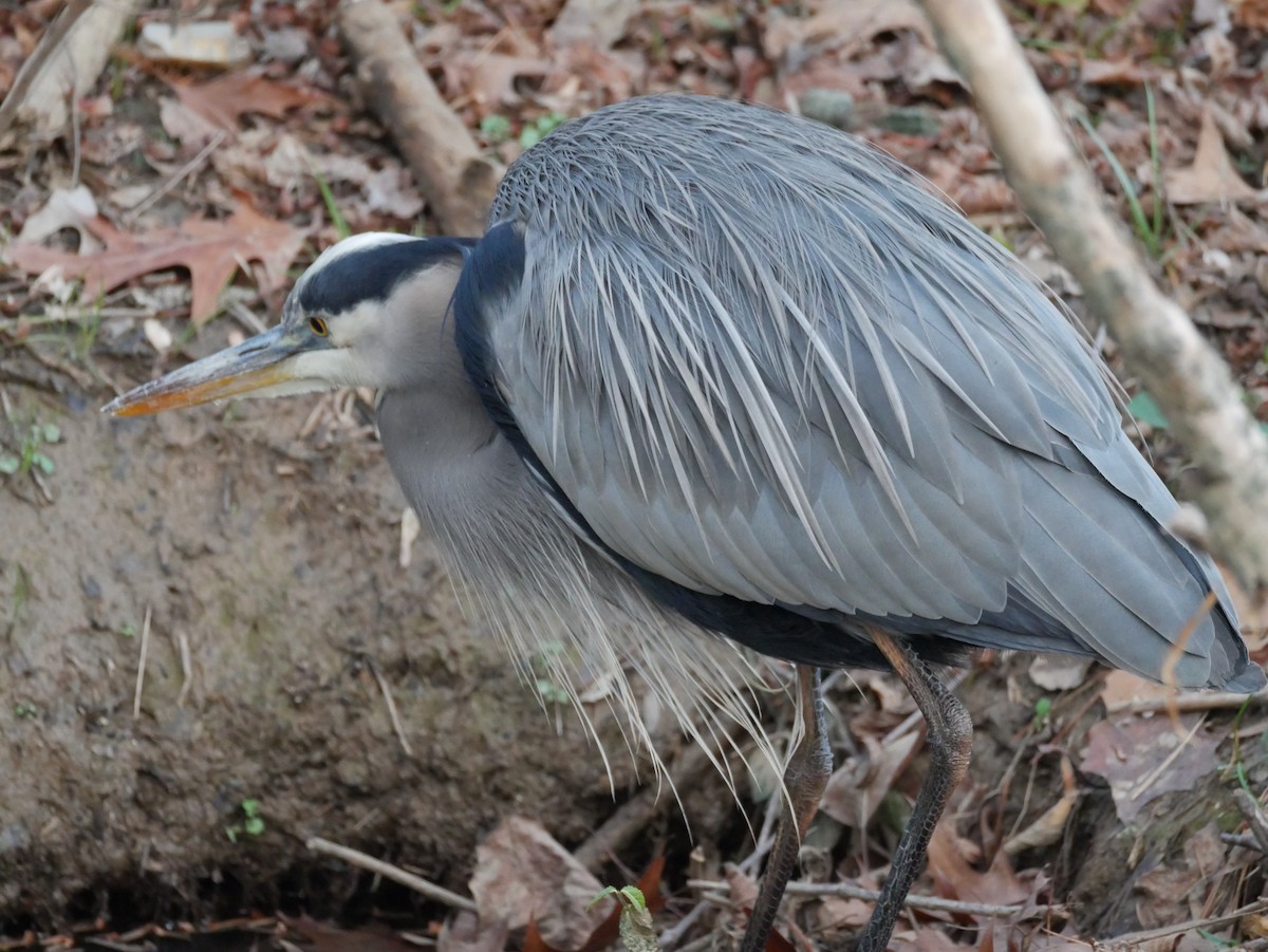 Kanadareiher - ML646773496