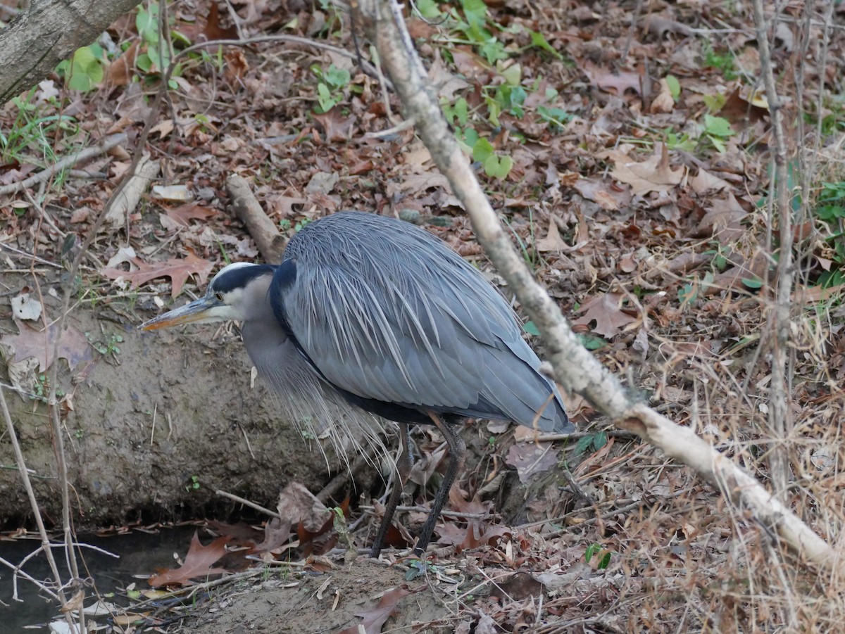 Kanadareiher - ML646773497