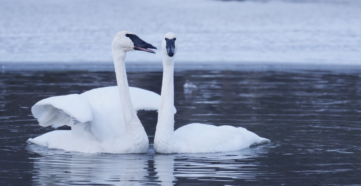 Trompeterschwan - ML646773498