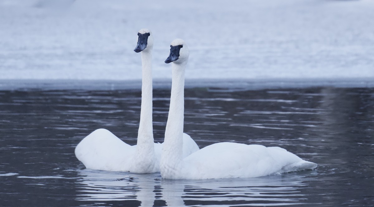 Trompeterschwan - ML646773499