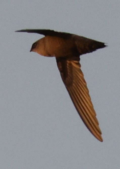 סיס ארובות - ML646773505