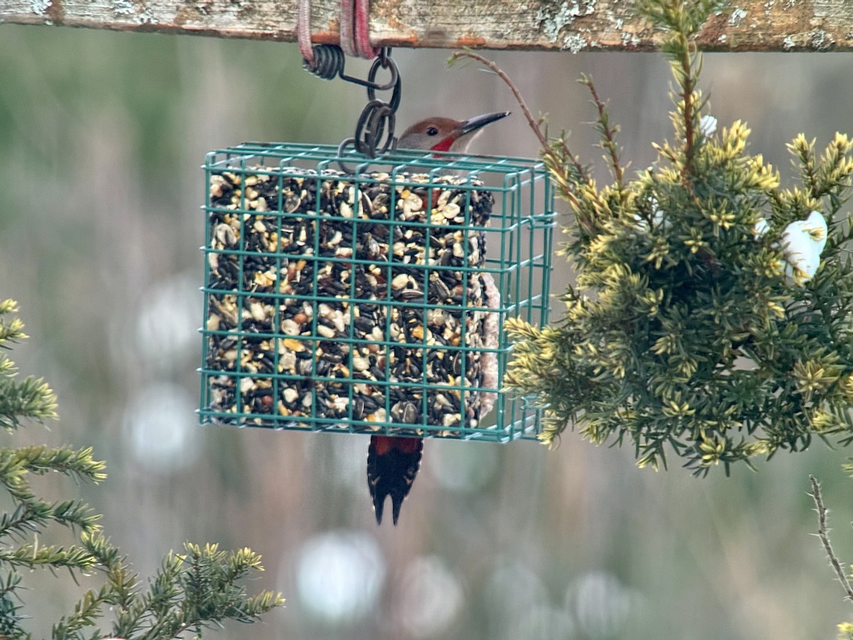 Northern Flicker (Yellow-shafted x Red-shafted) - ML646773506