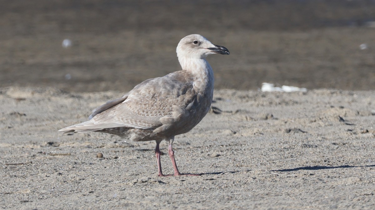 Glaucous-winged Gull - ML646773507