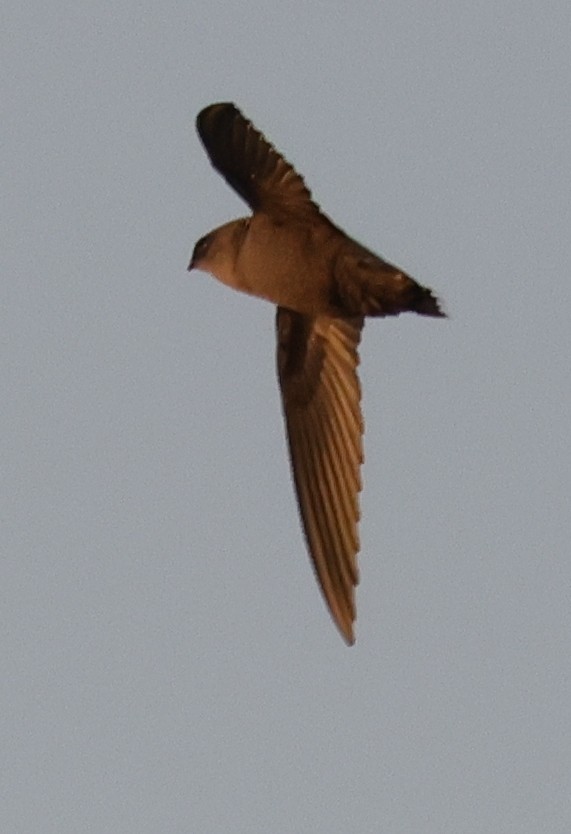 סיס ארובות - ML646773521