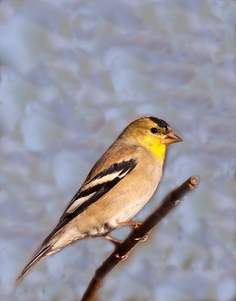 čížek žlutý - ML646773526