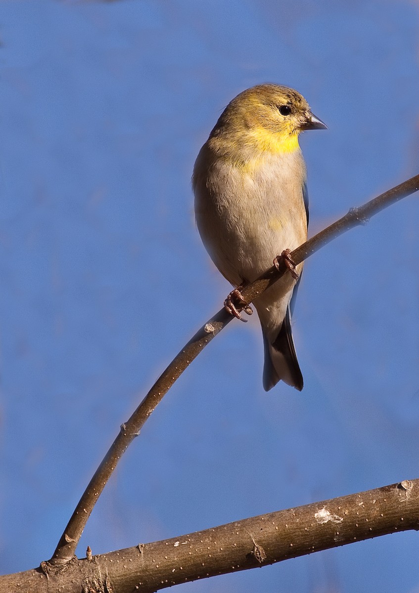 čížek žlutý - ML646773527