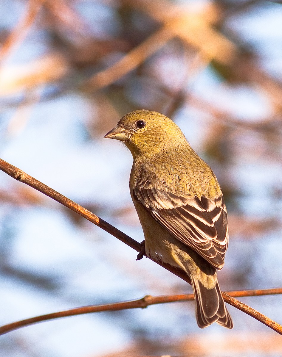 čížek žlutý - ML646773529