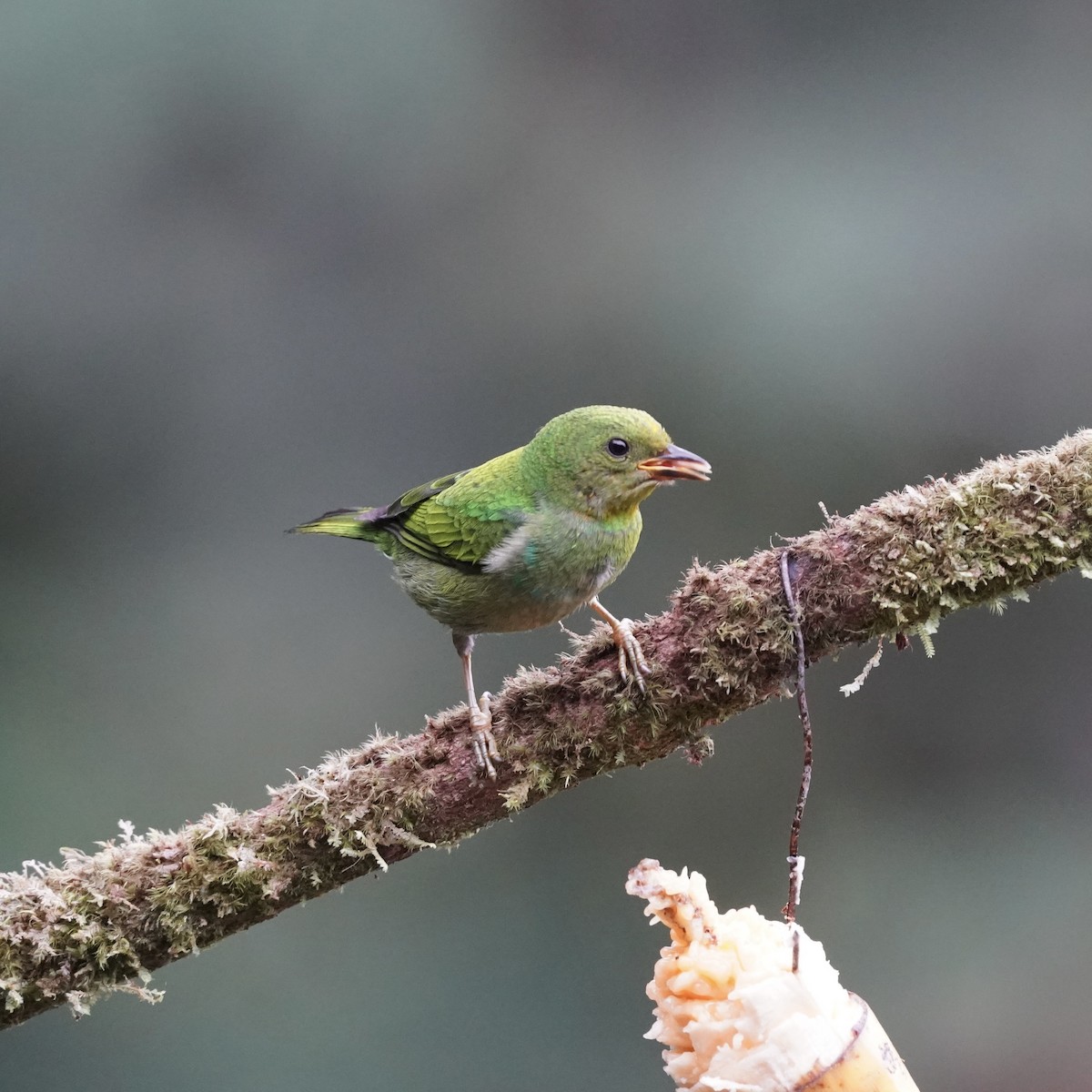 Mielerito Verde - ML646773530