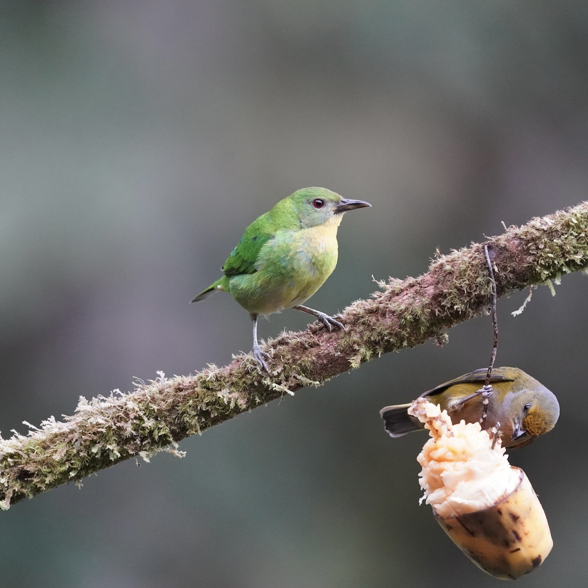 Mielerito Verde - ML646773531