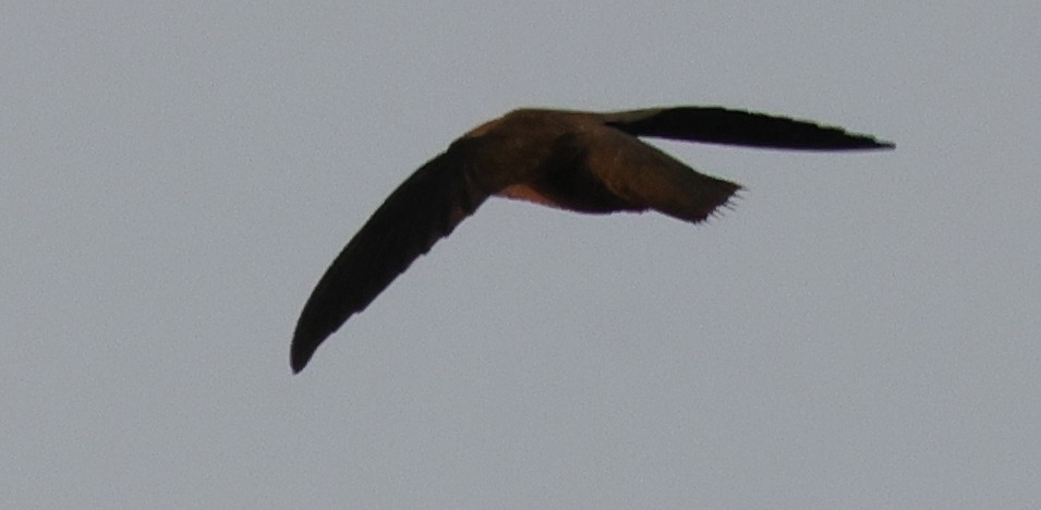 סיס ארובות - ML646773533