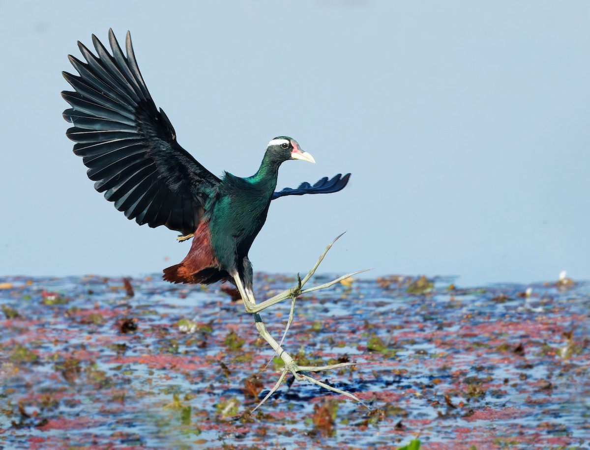 Bronze-winged Jacana - ML646773537