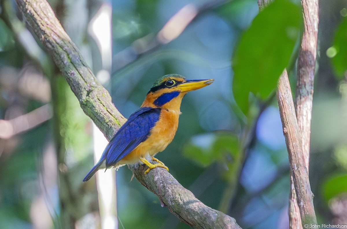 skjeggisfugl - ML646773538