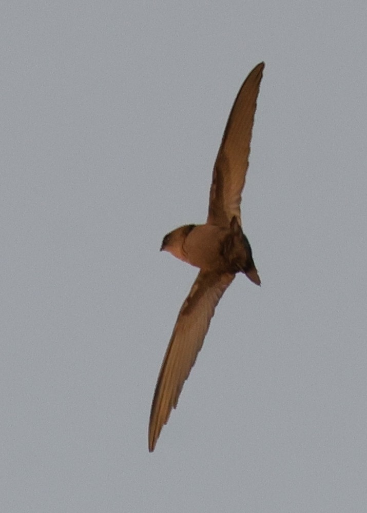 סיס ארובות - ML646773539