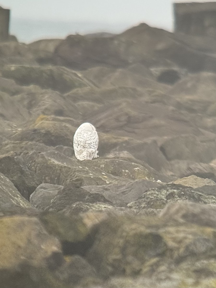 Snowy Owl - ML646773540