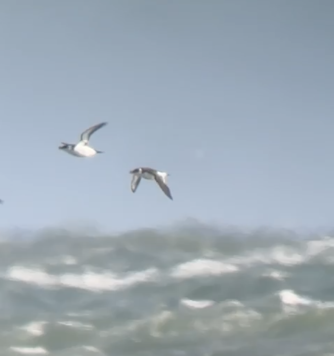 Razorbill - ML646773542