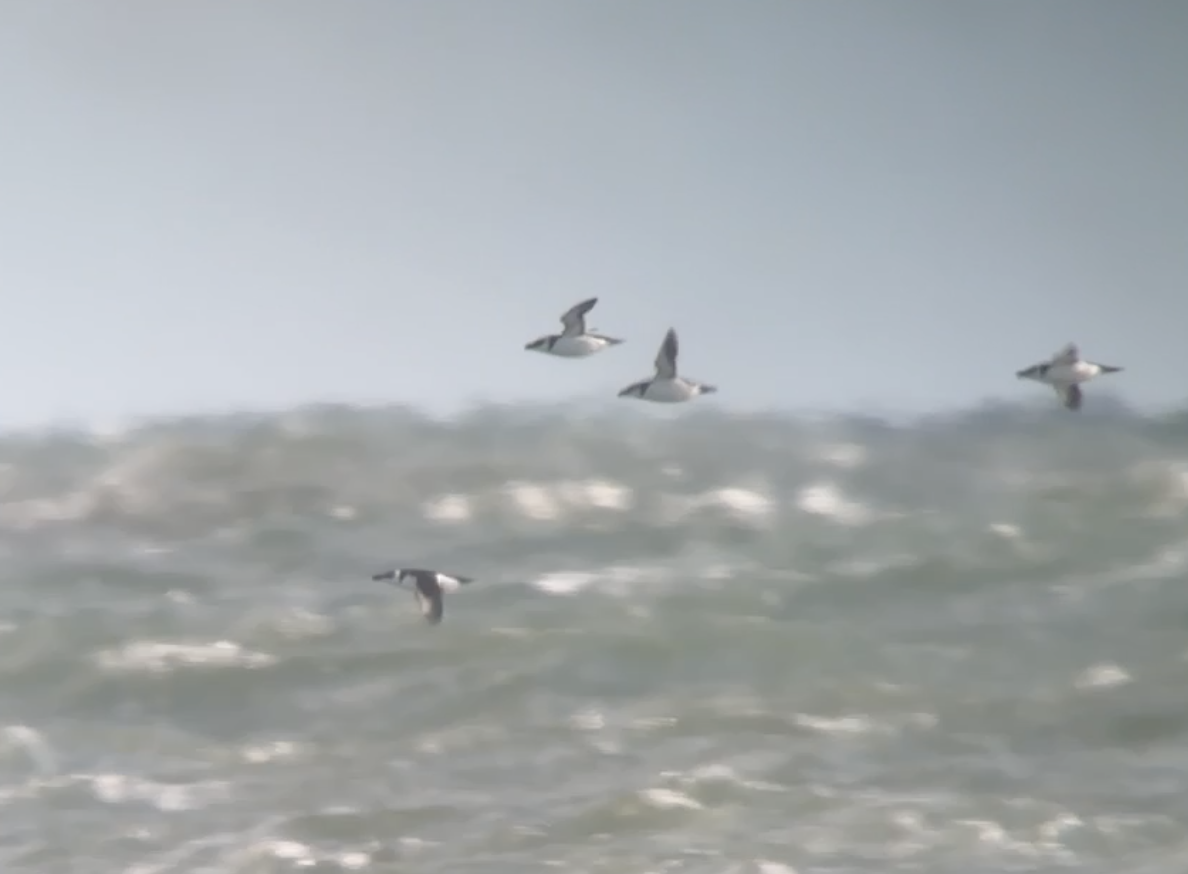 Razorbill - ML646773543