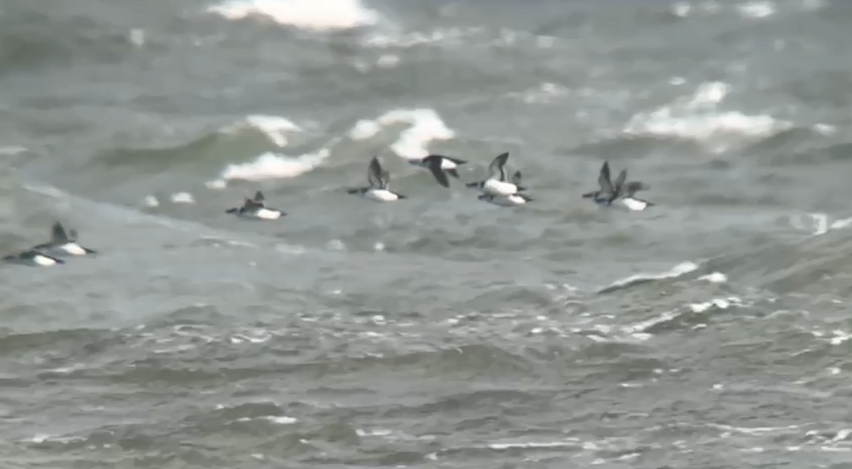 Razorbill - ML646773544