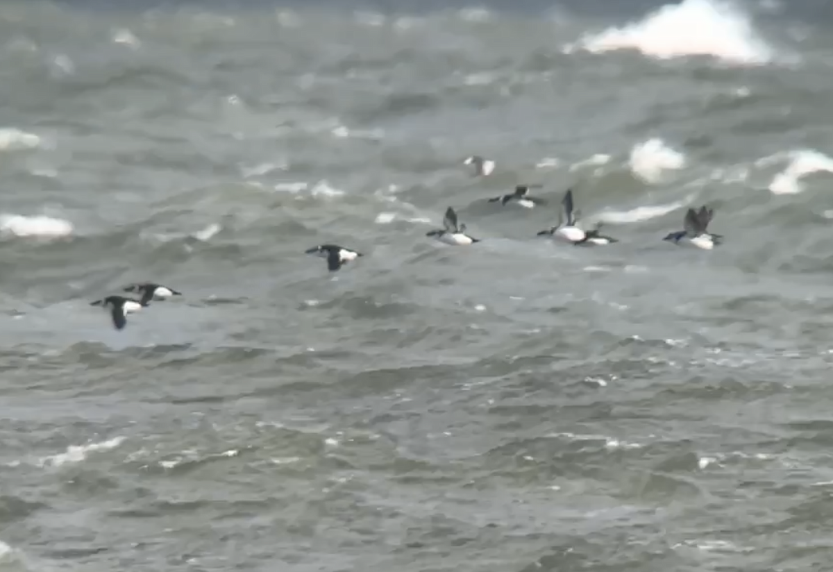 Razorbill - ML646773545