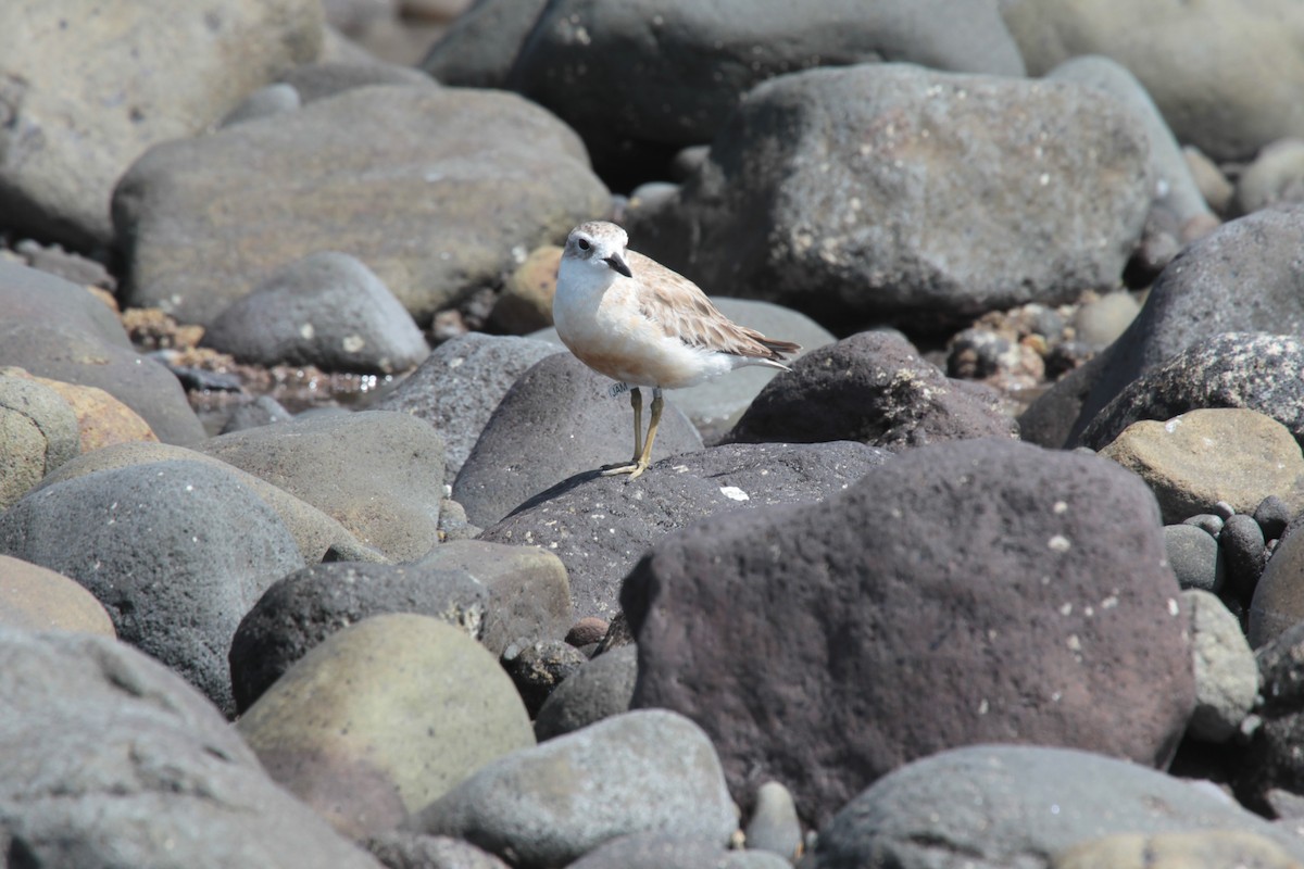 Red-breasted Dotterel - ML646773546