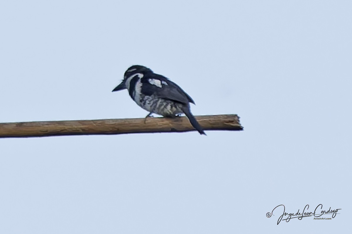 Pied Puffbird - ML646773547