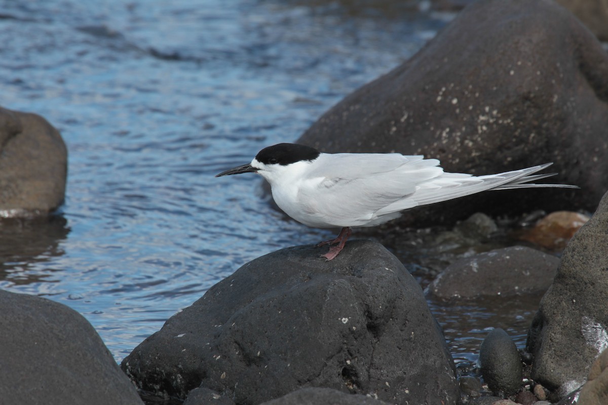 White-fronted Tern - ML646773549