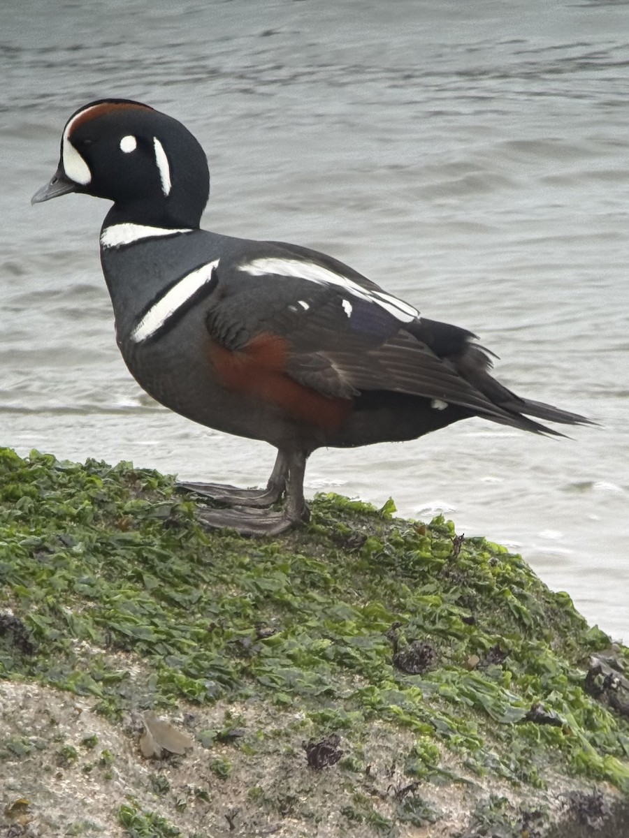 Ahate arlekina - ML646773551