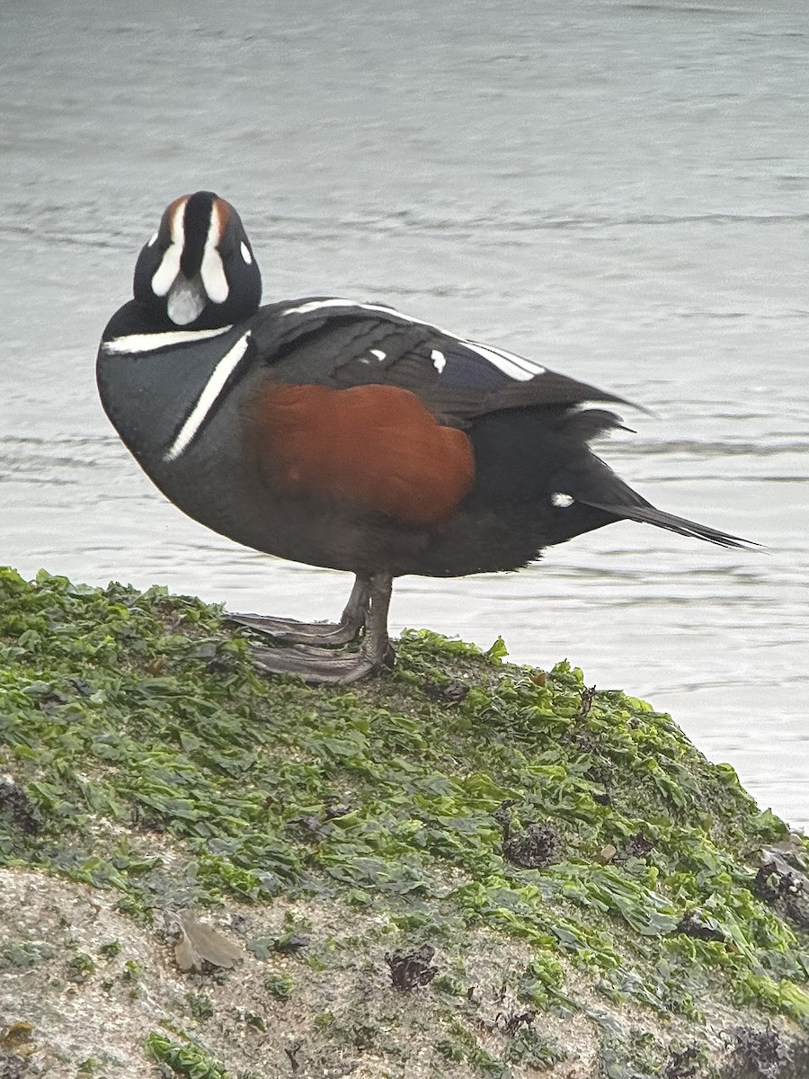 Ahate arlekina - ML646773552