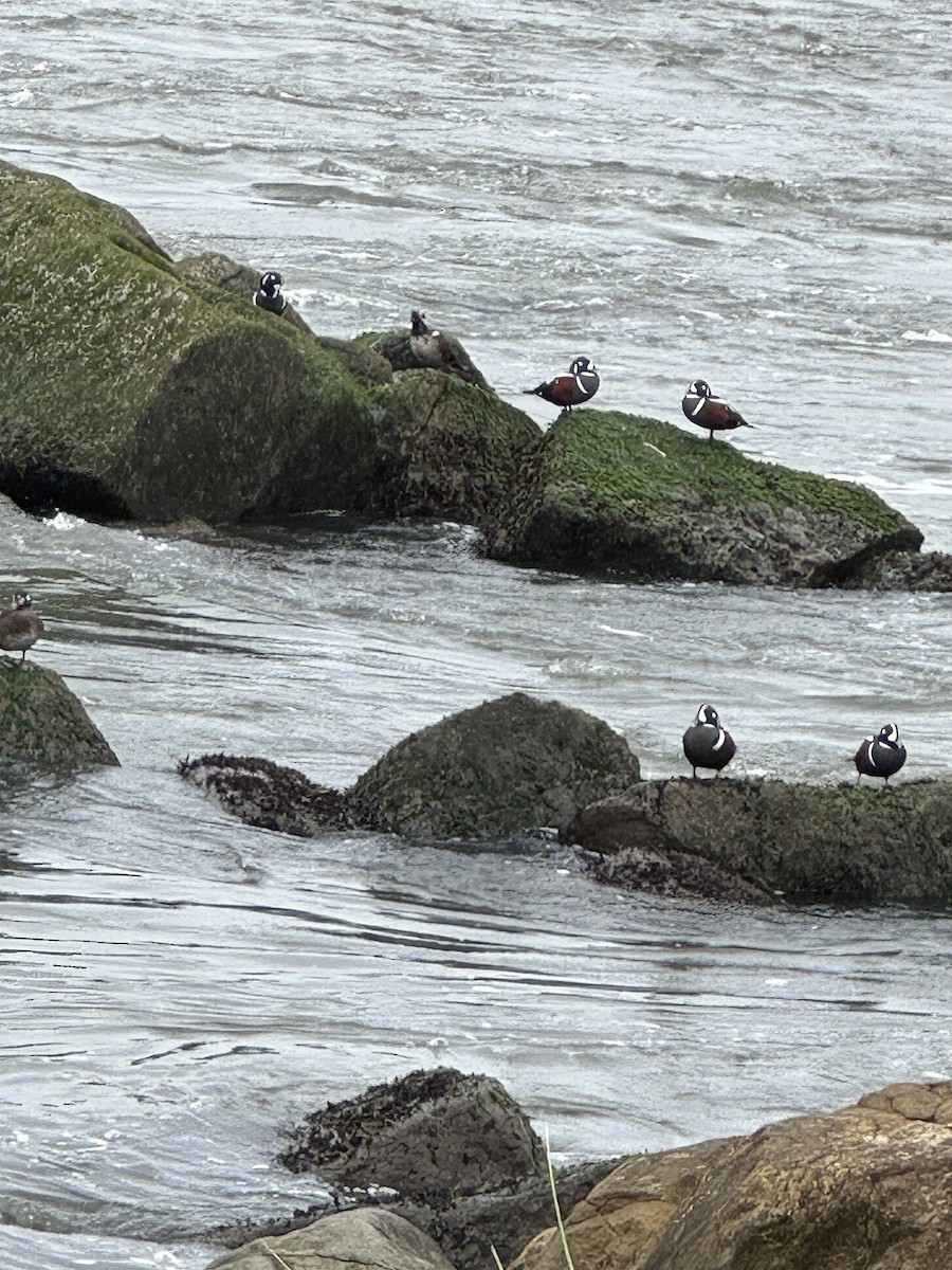 Ahate arlekina - ML646773553