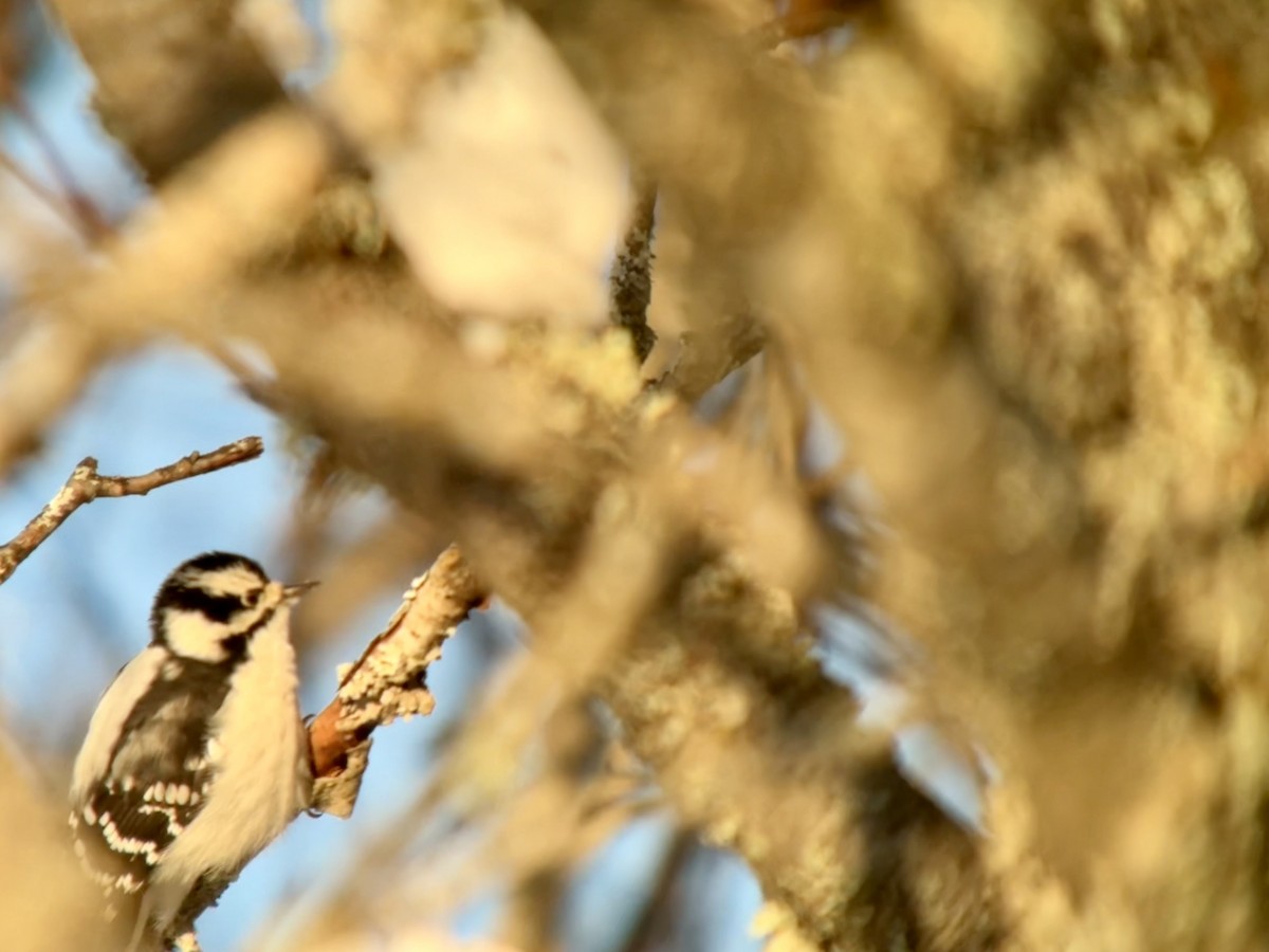 Downy Woodpecker - ML646773563