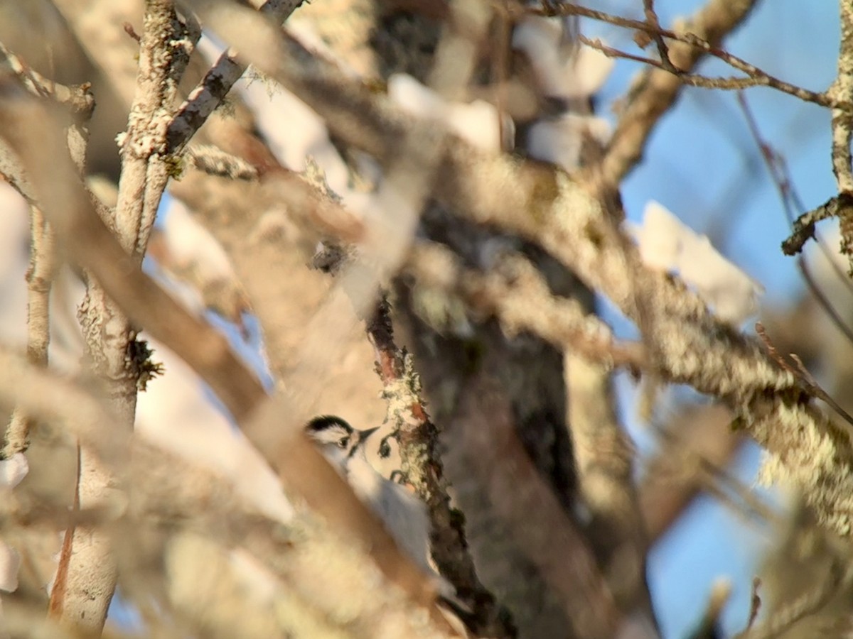 Downy Woodpecker - ML646773564