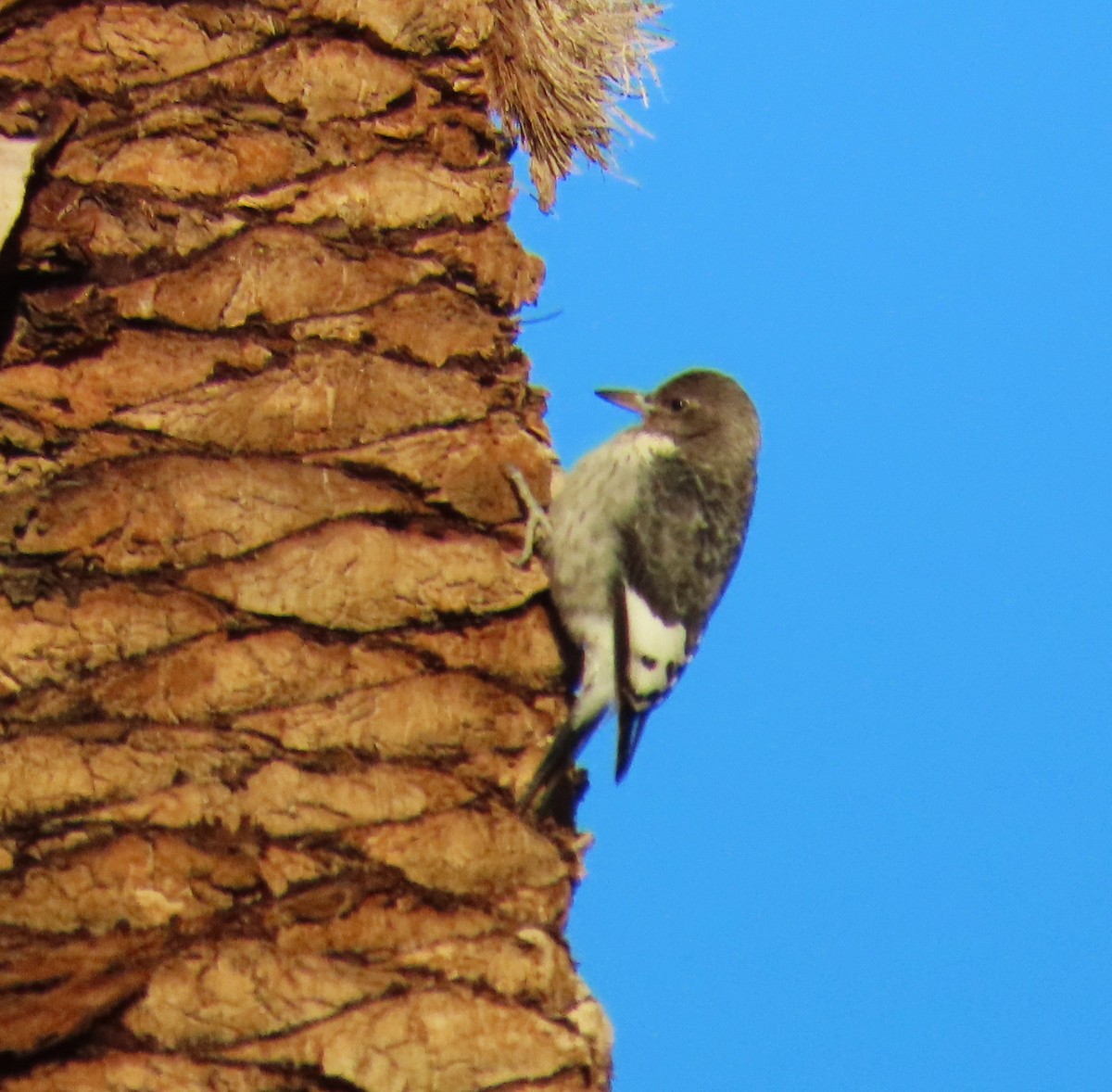 Гіла червоноголова - ML646773565