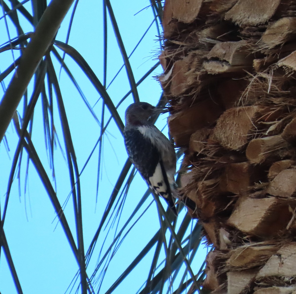 Гіла червоноголова - ML646773566