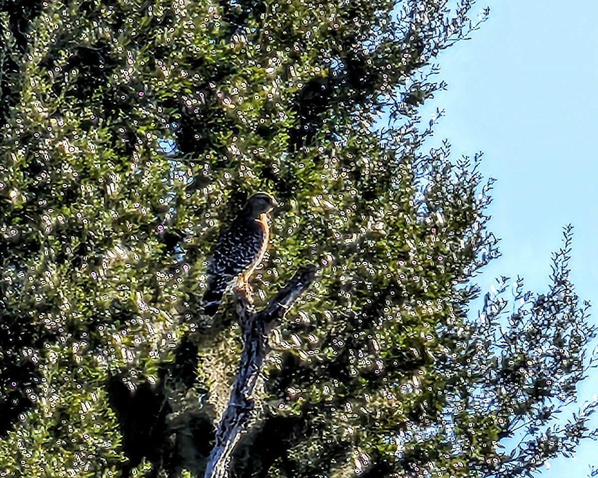 Red-shouldered Hawk (lineatus Group) - ML646773567