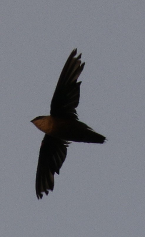 סיס ארובות - ML646773570