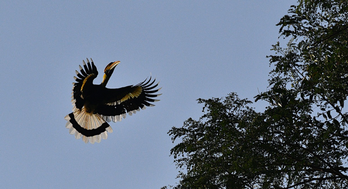Great Hornbill - ML646773572