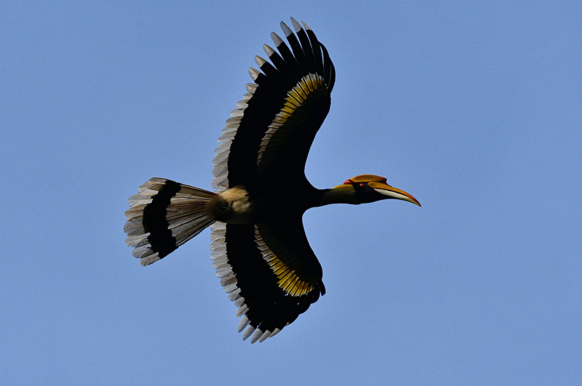 Great Hornbill - ML646773573
