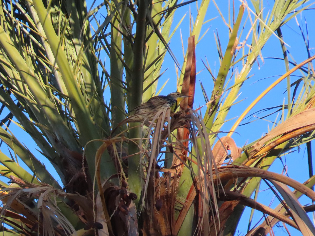 Западный луговой трупиал - ML646773577